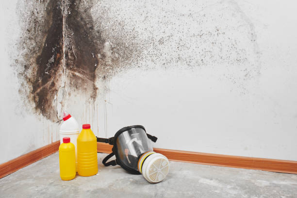 Best Professional Mold Removal  in Pine Bush, NY