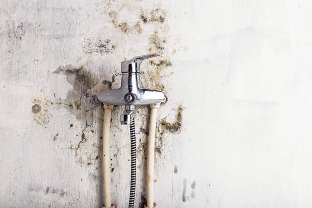 Best Certified Mold Removal  in Pine Bush, NY