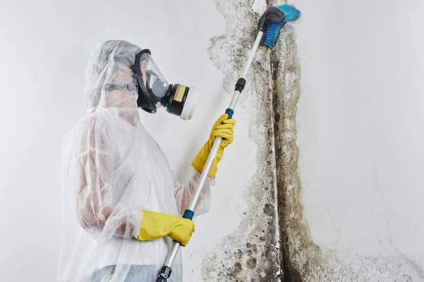 Best Mold Cleaning Services  in Pine Bush, NY