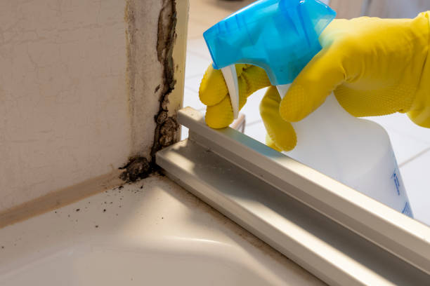 Office Mold Removal Services in Pine Bush, NY
