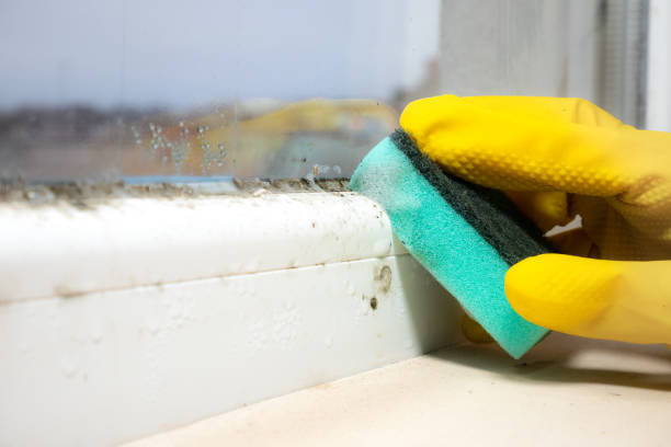 Best Toxic Mold Removal  in Pine Bush, NY