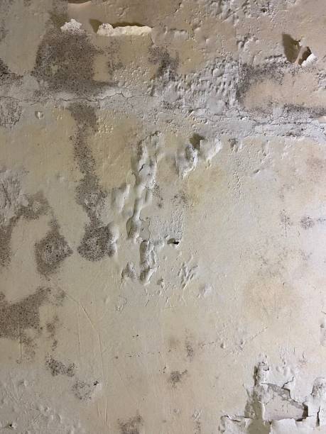 Best Best Mold Removal Companies  in Pine Bush, NY