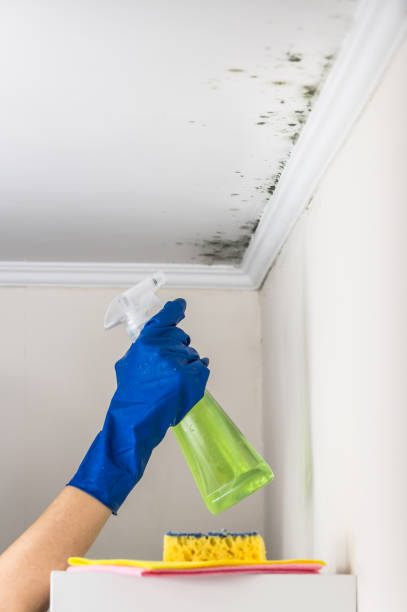 Best Attic Mold Removal  in Pine Bush, NY